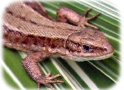 [ Random UK Reptile or Amphibian Image ]