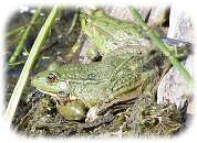 [ Random UK Reptile or Amphibian Image ]