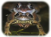 [ Random UK Reptile or Amphibian Image ]