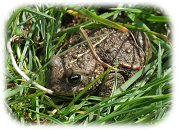 [ Random UK Reptile or Amphibian Image ]