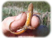 [ Random UK Reptile or Amphibian Image ]
