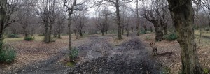 Epping Forest - Feb