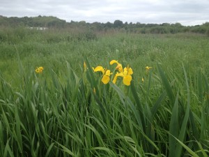 Walthamstow Marshes - June